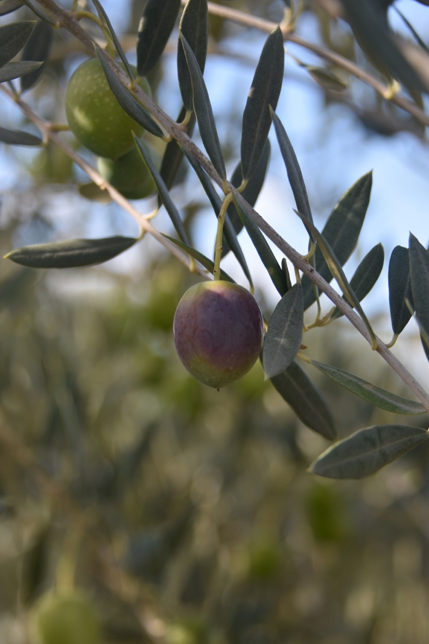 Healthy olives hanging on an olive tree. The olive grove owner is supported by Olive Growers Victoria Australia