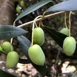 boonabaroo olives